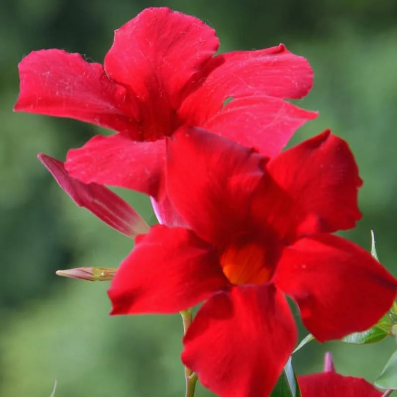 Red Mandevilla Vine Plants - 2 Live Seedlings 10-20 Inch - Perennial Flower