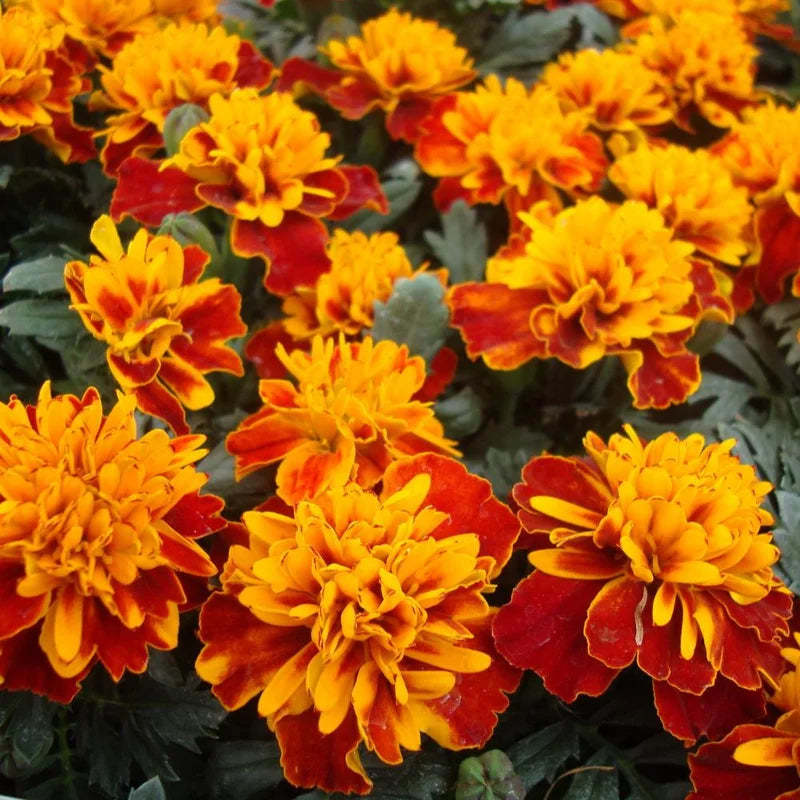 2 Marigold Flower Plants - 4 Inch Pot - Yellow and Red Live Plants