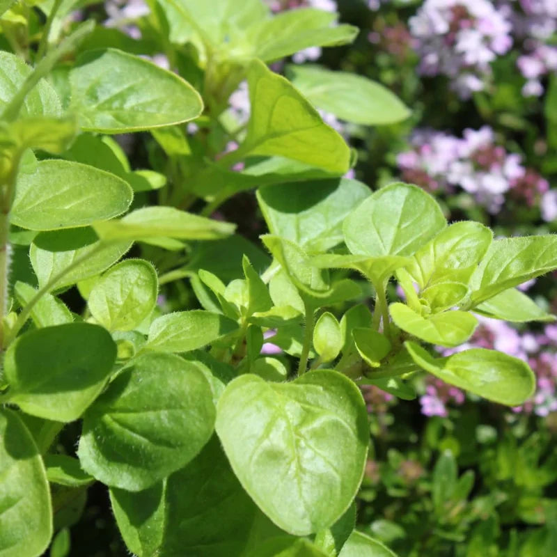 Mexican Oregano Plants - 3-6" Tall Herb Plant