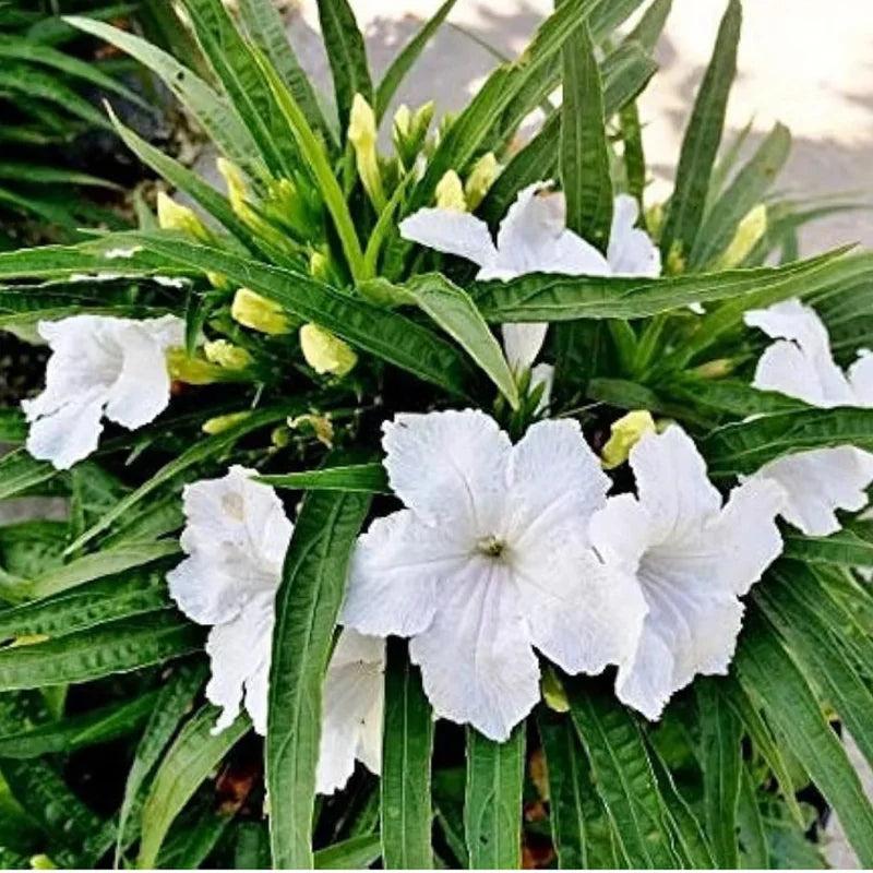 3 Mexican Petunia Live Plants, Pink Petunia Flowers Seedlings, Petunias Live Plants, 4-8" Tall