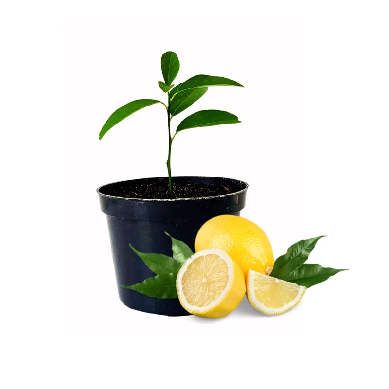 Meyer Lemon Tree Live Plant - 1-2 Inch Starter - Perennial Fruit Tree