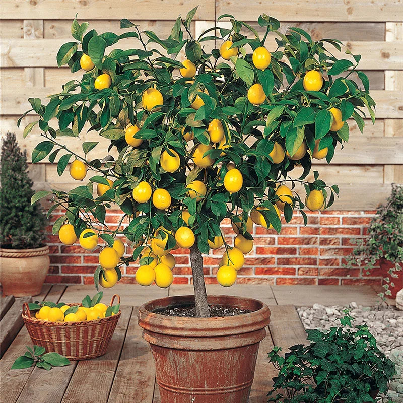 Meyer Lemon Tree Live Plant - 1-2 Inch Starter - Perennial Fruit Tree