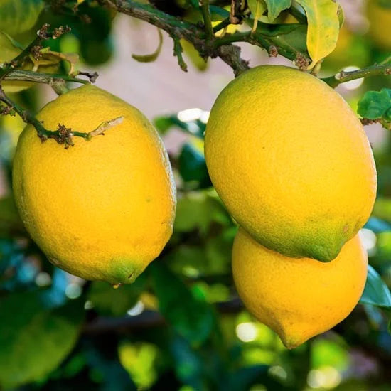 Meyer Lemon Tree Live Plant - 1-2 Inch Starter - Perennial Fruit Tree