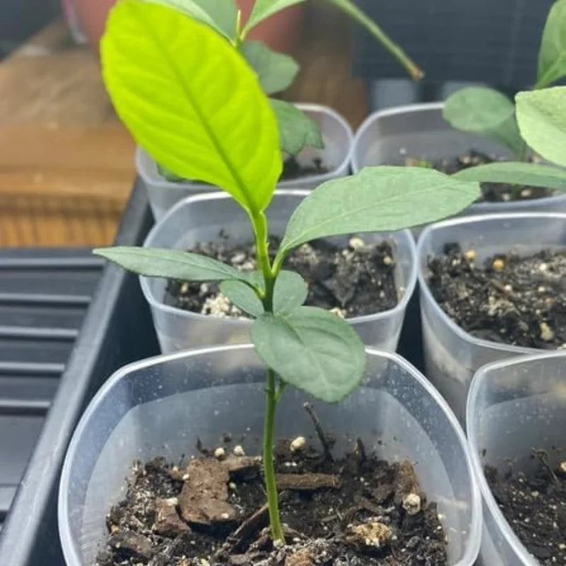 Meyer Lemon Tree Live Plant - Starter Size 2-4 Inches