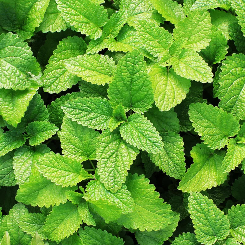 Mint Plant - Fresh Herb Live Plant - Indoor/Outdoor - Culinary &amp; Aromatic