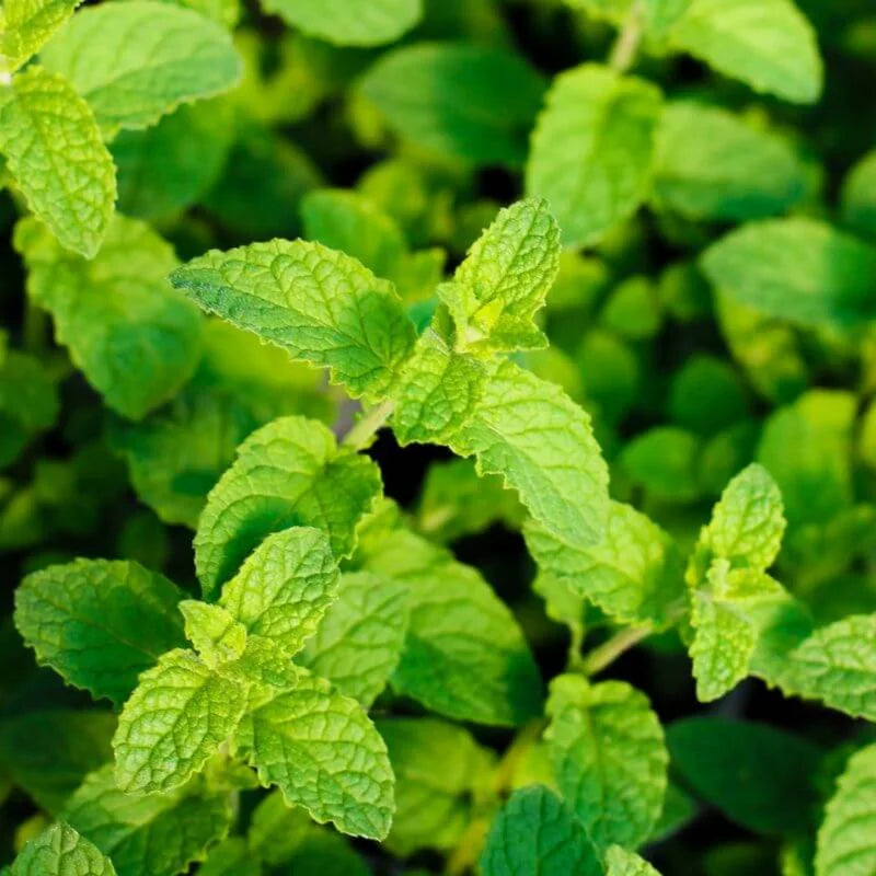 Mint Plant - Fresh Herb Live Plant - Indoor/Outdoor - Culinary &amp; Aromatic