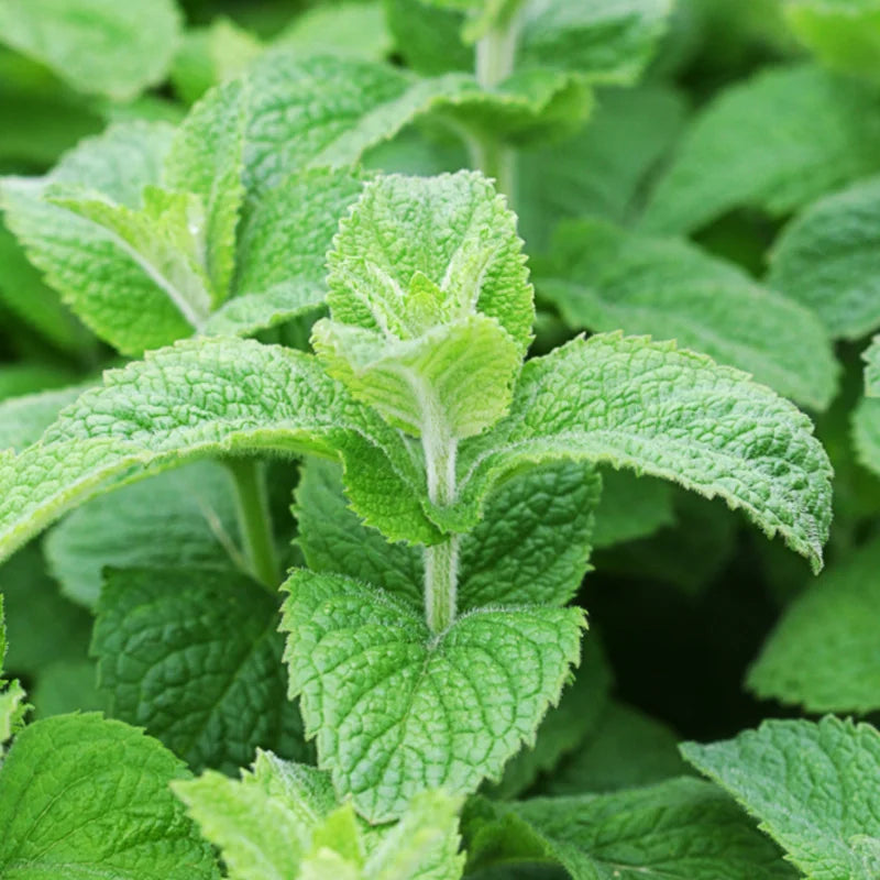 Mint Plant - Fresh Herb Live Plant - Indoor/Outdoor - Culinary &amp; Aromatic