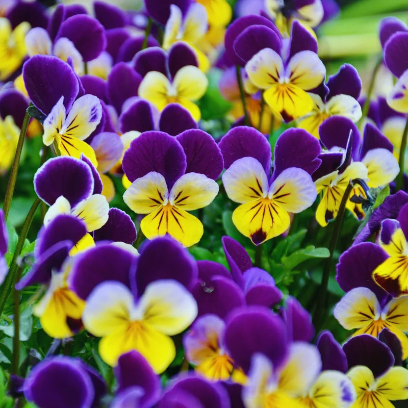 Mix Pansy Plant Live Flowering Pansies 3-5 Inch Perennial Flower Plant