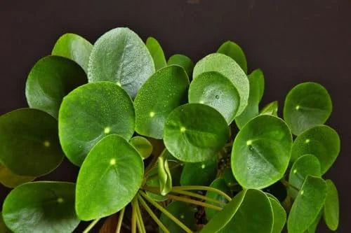 Money Plant Live Pilea Peperomioides, 4-6 Inch, Easy House Plant