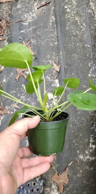 Money Plant Live Pilea Peperomioides, 4-6 Inch, Easy House Plant