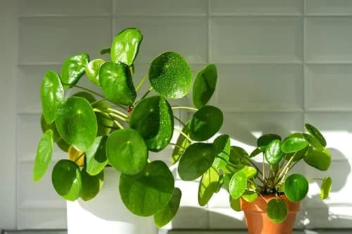 Money Plant Live Pilea Peperomioides, 4-6 Inch, Easy House Plant