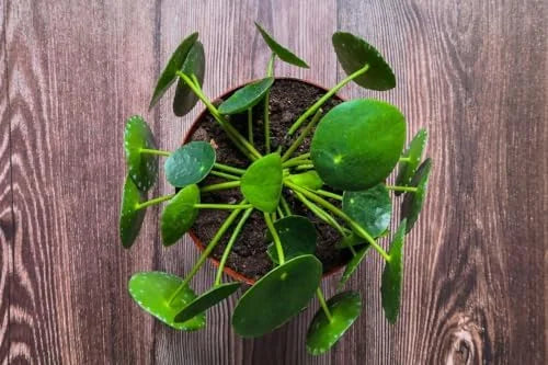 Money Plant Live Pilea Peperomioides, 4-6 Inch, Easy House Plant