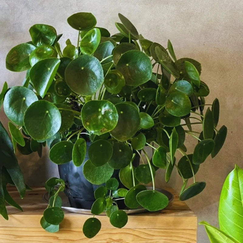 Money Plant Live Pilea Peperomioides Starter Plants - 5-8 Inch Houseplant