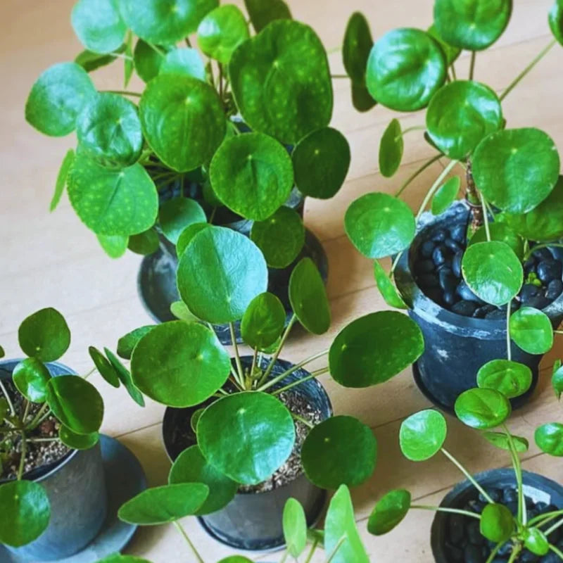 Money Plant Live Pilea Peperomioides Starter Plants - 5-8 Inch Houseplant