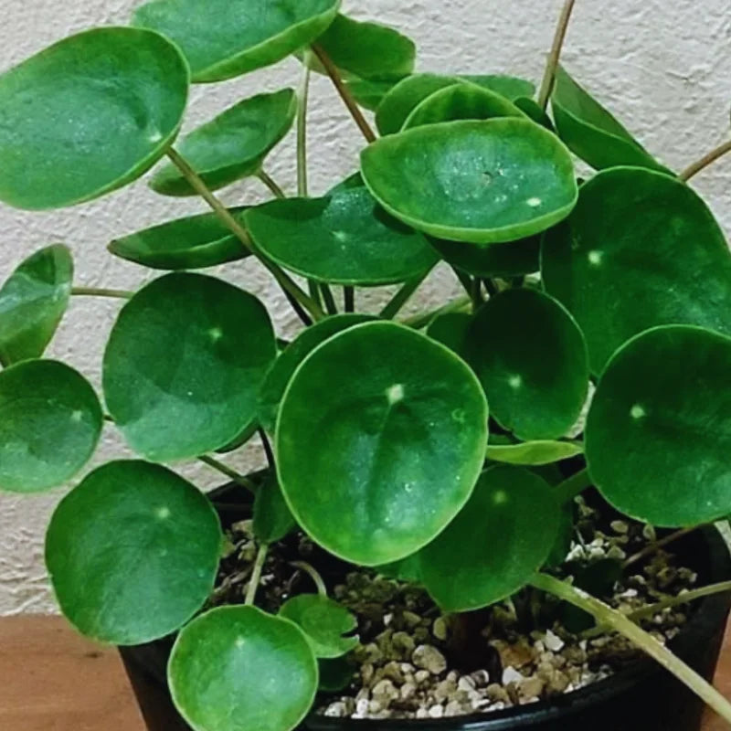 Money Plant Live Pilea Peperomioides Starter Plants - 5-8 Inch Houseplant
