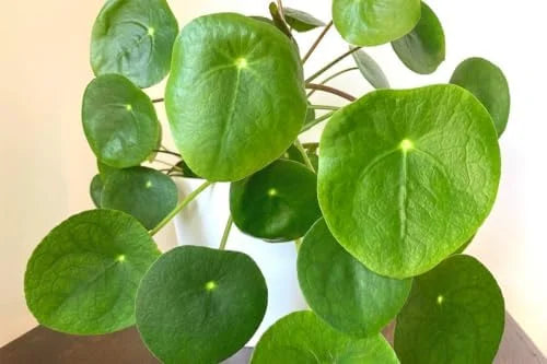 Money Plant Live - 3 Pilea Peperomioides Indoor Plants 3-6 Inch - Easy to Plant Houseplant