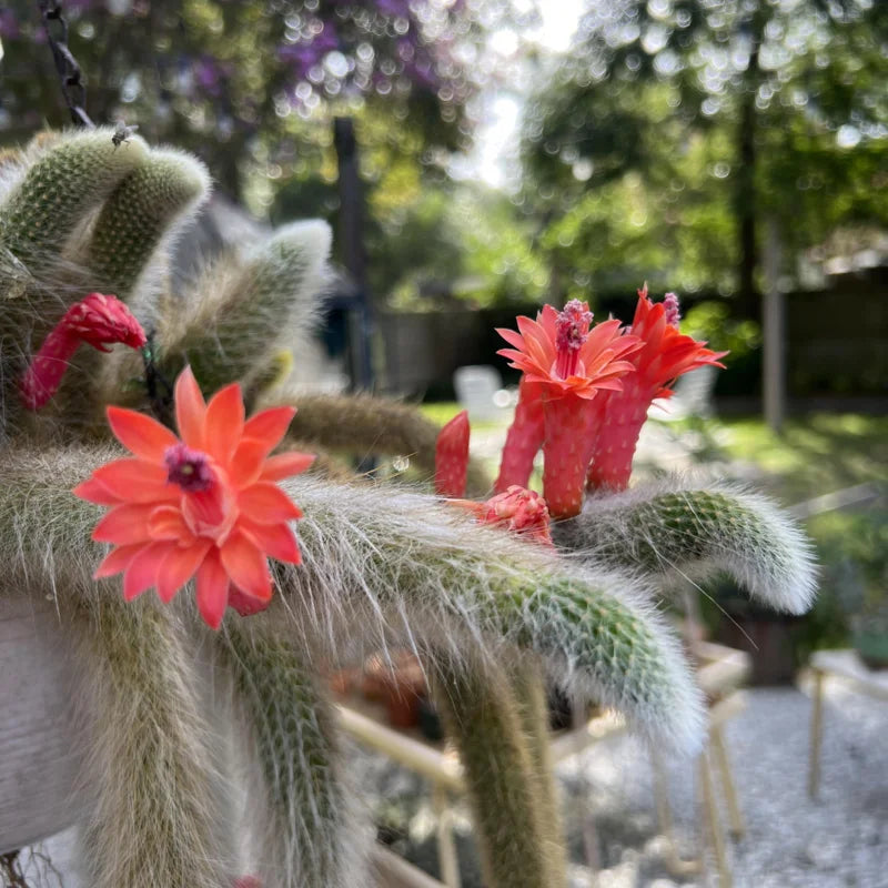 Monkey Tail Cactus Live Plant - 2 Inch Pot - Drought-Tolerant Succulent