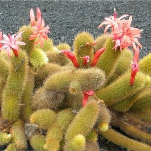 Monkey Tail Cactus Live Plant - 3.5-5" Bare Root Succulent - Green