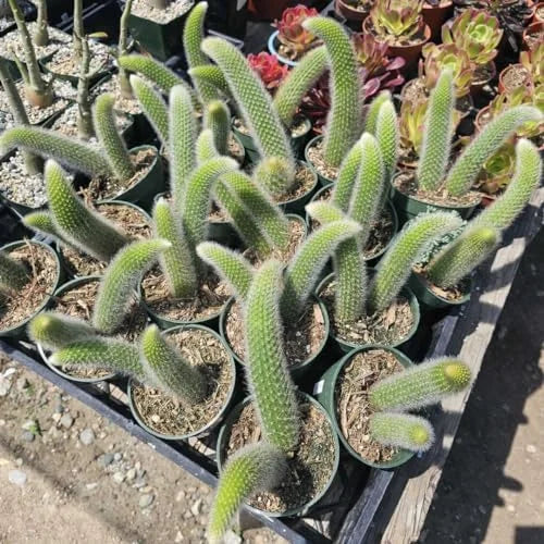 Monkey Tail Cactus Plant - 3.5-5 Inch Live Plant - Unique Succulent No Pot