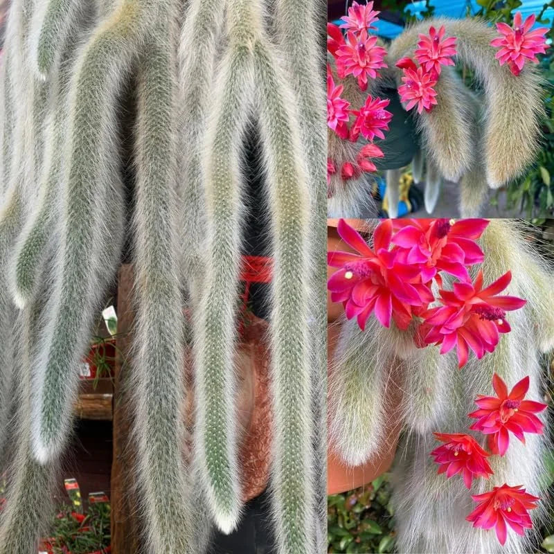 Monkey Tail Cactus Live Plant 3.5-5 Inch - Ornamental Garden - No Pot