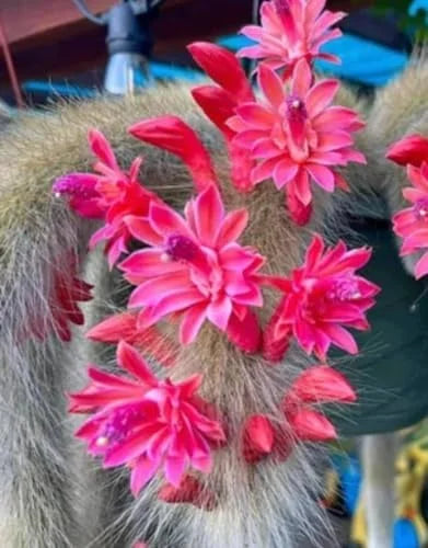 Monkey Tail Cactus - Live Plant, 3.5-5" Tall, Green - Unique Succulent