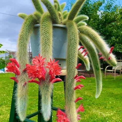 Monkey Tail Cactus Plant - 3.5-5 Inch Live Plant - Unique Succulent No Pot