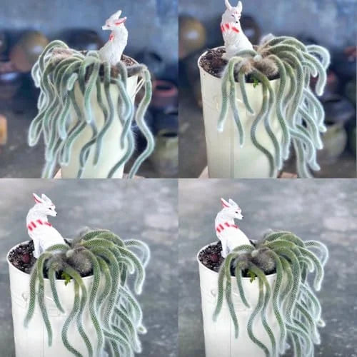 Monkey Tail Cactus - Live Plant, 3.5-5" Tall, Green - Unique Succulent