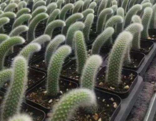 Monkey Tail Cactus Live Plant - 3.5 to 5 Inch Rare Succulent