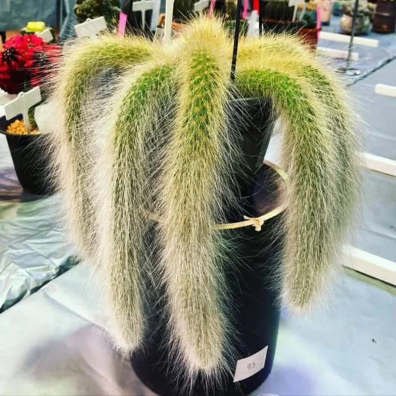 Monkey Tail Cactus Live Plant Rooted 2 Inch Pot Succulent