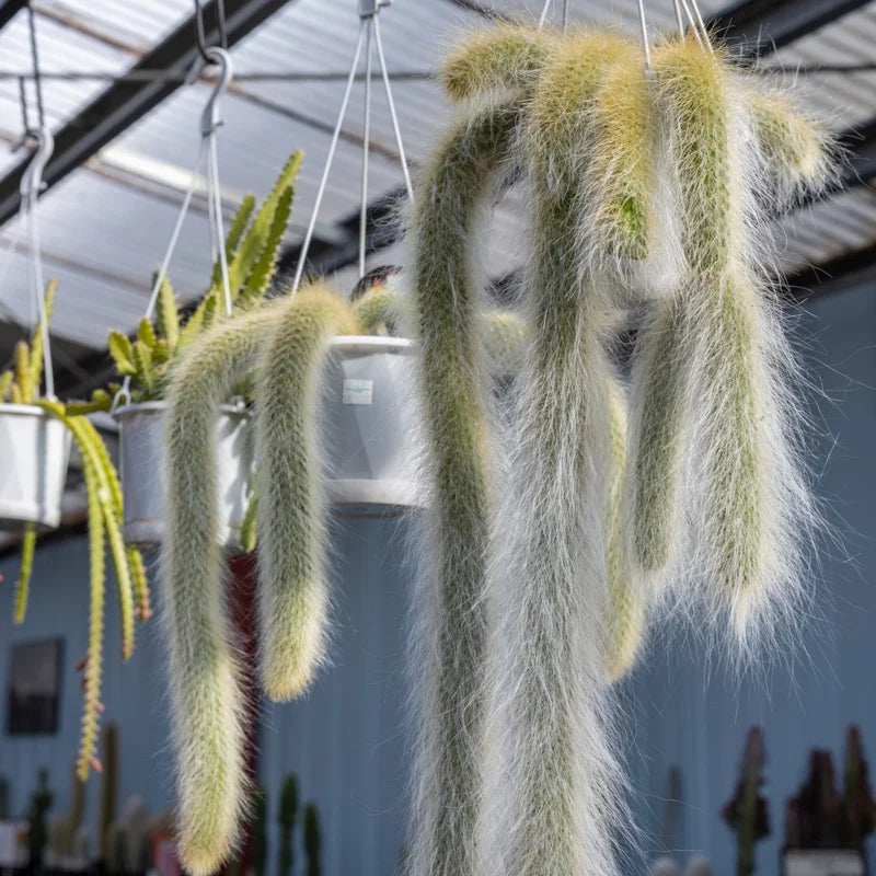 Monkey Tail Cactus Live Plant Rooted 2 Inch Pot Succulent