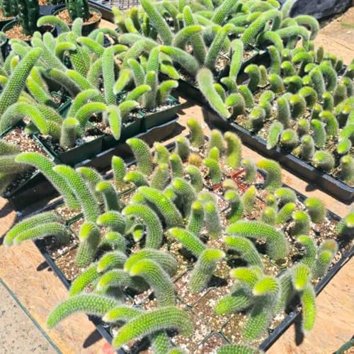 Monkey Tail Cactus Live Plant - 3.5 to 5 Inch Rare Succulent