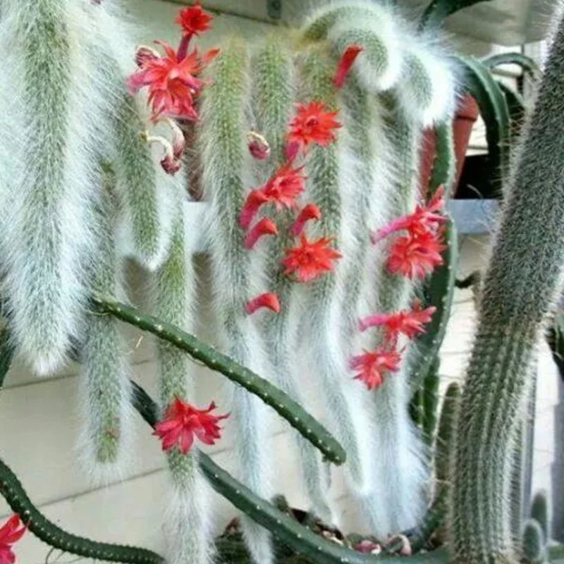 Monkey Tail Cactus Live Plant 10-15 Inch Rare Hanging Succulent Bareroot