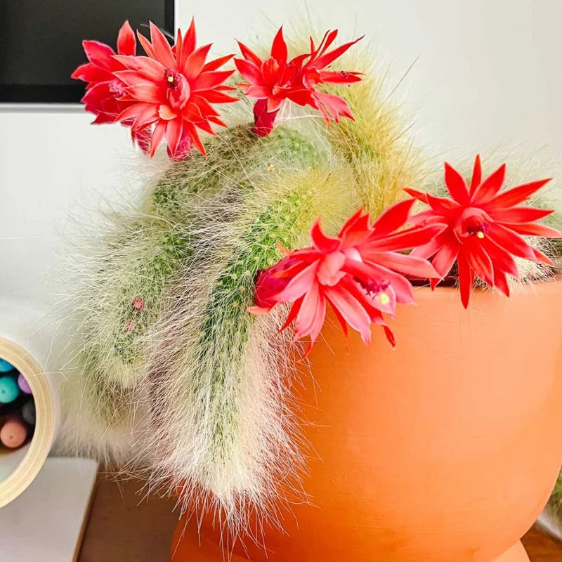 Live Monkey Tail Cactus Plant - 6-8 Inch Hanging Succulent - Bareroot