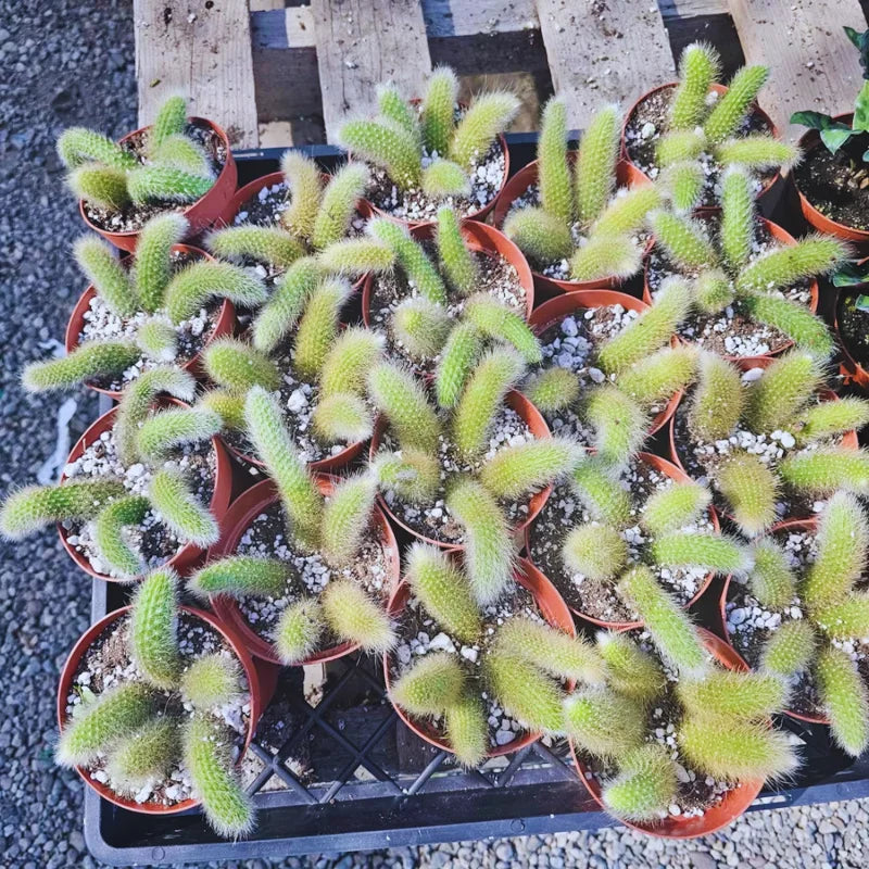 Live Monkey Tail Cactus Plant - 6-8 Inch Hanging Succulent - Bareroot