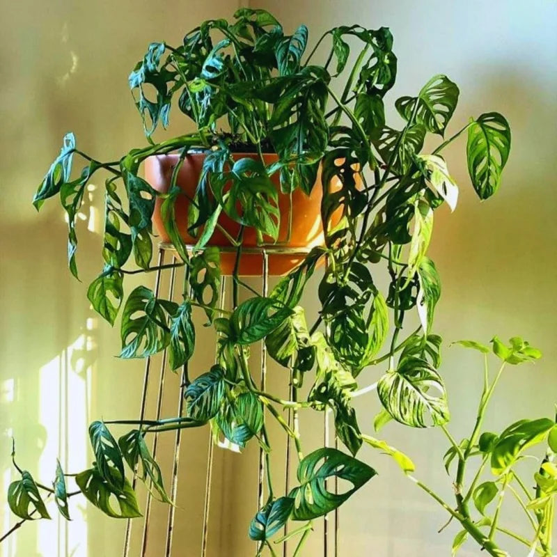 Monstera Live Plants Indoor - 6 Starter Plants in 4 Inch Pots