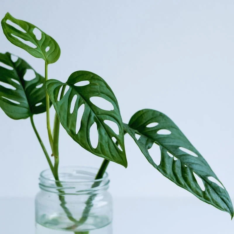 Monstera Live Starter Plants - 3-5 Inch Indoor Plants - Potted Monstera