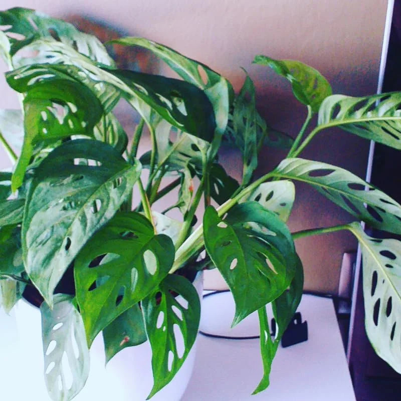 Monstera Live Starter Plants - 3-5 Inch Indoor Plants - Potted Monstera