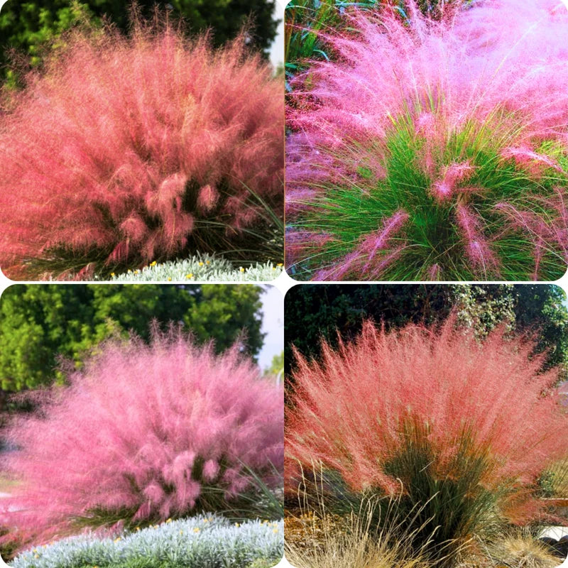 2 Muhly Grass Plants Live - Ornamental Grass Perennial - 5-9 Inch - Landscaping