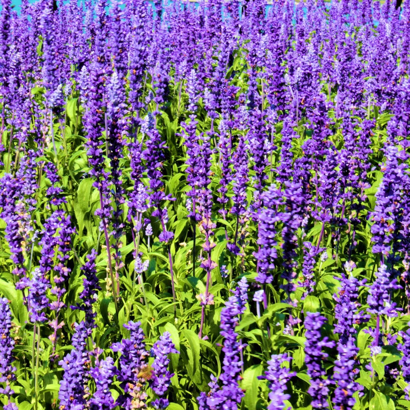 3 Munstead Lavender Live Plants - Fragrant Herb Garden Starter Plant