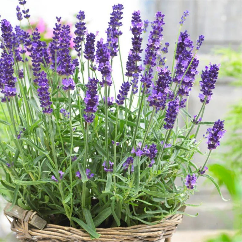 3 Munstead Lavender Live Plants - Fragrant Herb Garden Starter Plant