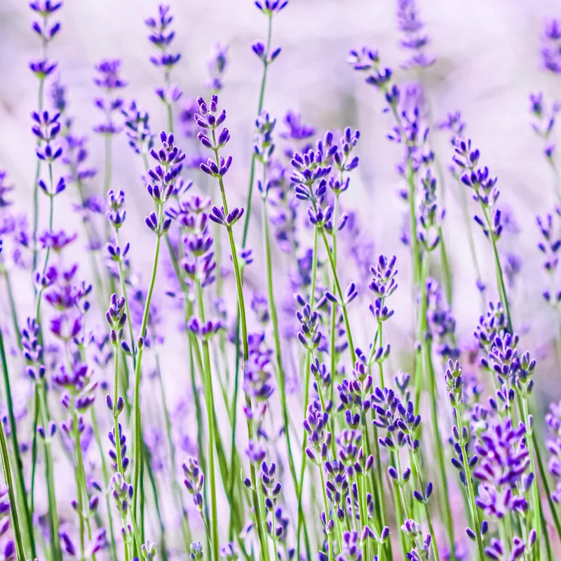 3 Munstead Lavender Live Plants - Fragrant Herb Garden Starter Plant