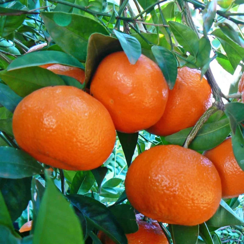 Murcott Tangerine Tree - 2 to 3 Feet Citrus Fruit Tree