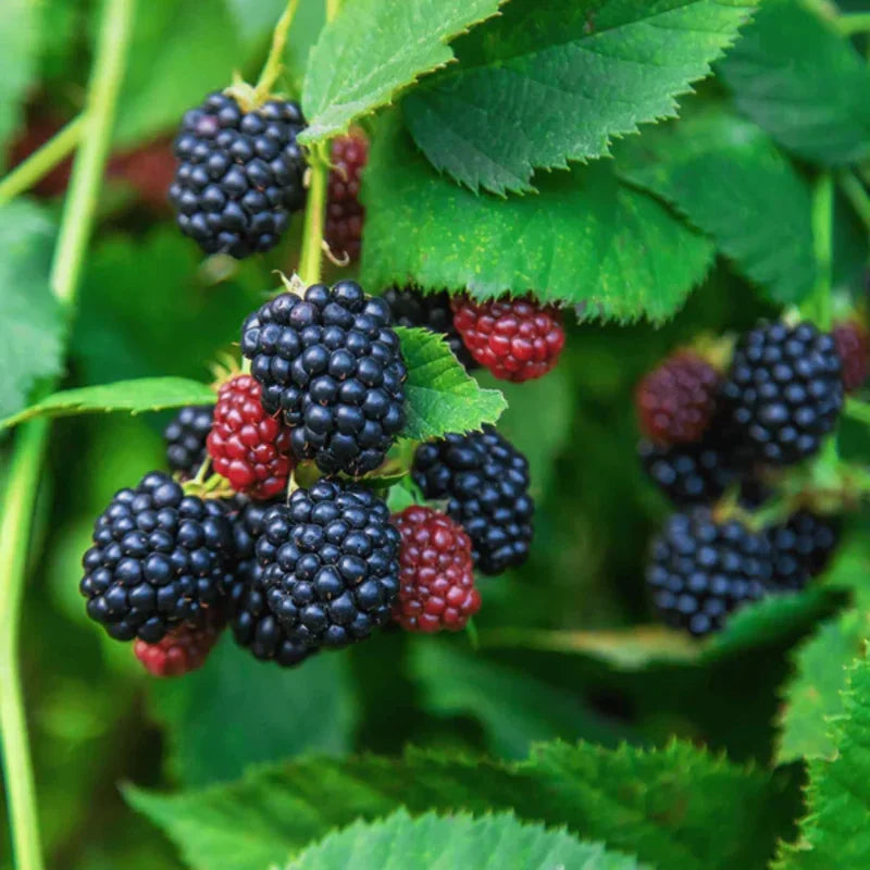 Navaho Thornless Blackberry Plants - Pack of 4 Everbearing High-Yield Bushes