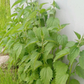 3 Stinging Nettle Plants Live Herb Bareroot for Planting, 3 Well-Rooted Plants