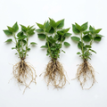 3 Stinging Nettle Plants Live Herb Bareroot for Planting, 3 Well-Rooted Plants