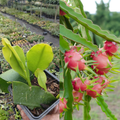 Dragon Fruit Live Plant, Fully Rooted in 4'' Pot, White Dragon Fruit Plants for Garden