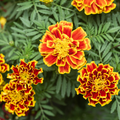 Marigold Plants Live, Marigold Flowering Plant 3-5'' Tall, 2 Plants per Pot, Zones 9-11