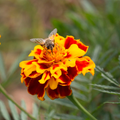 Marigold Plants Live, Marigold Flowering Plant 3-5'' Tall, 2 Plants per Pot, Zones 9-11