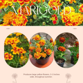 Marigold Plants Live, Marigold Flowering Plant 3-5'' Tall, 2 Plants per Pot, Zones 9-11