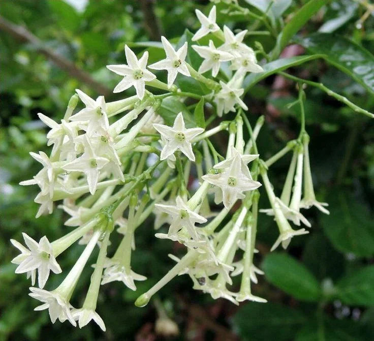 Night Blooming Jasmine Plant - 4-6 Inch Fragrant Specimen